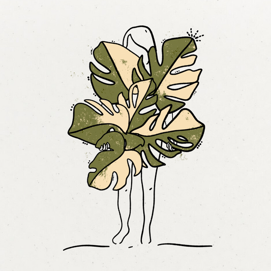 Monstera