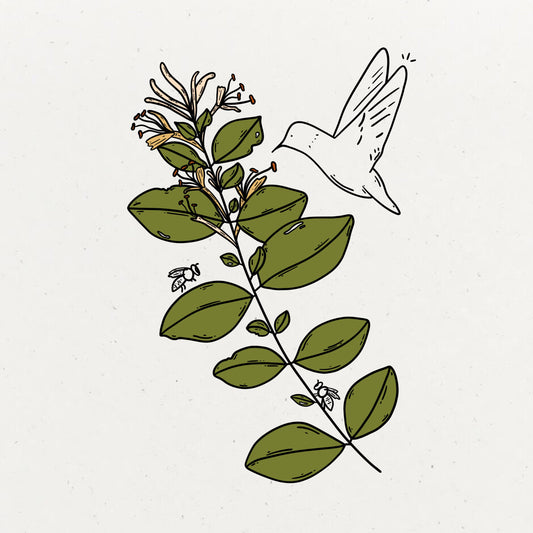 Honeysuckle